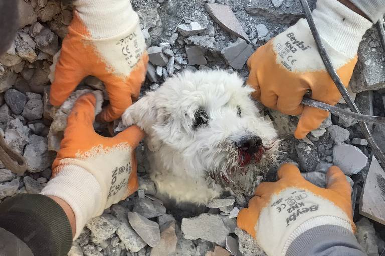 Equipes resgatam cães e gatos sob escombros e presos em casas após terremoto na Turquia