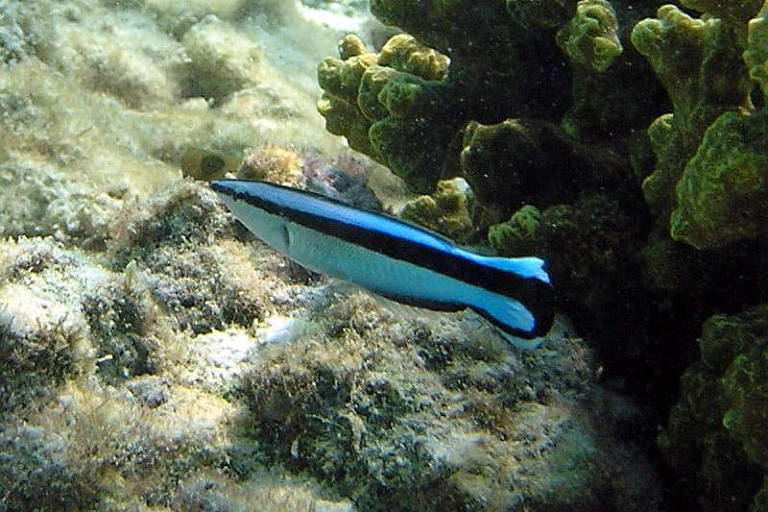 Os peixes-limpadores ou bodiões-limpadores são peixes de 10cm que reconhecem sua imagem no espelho porque têm imagem mental de si mesmos