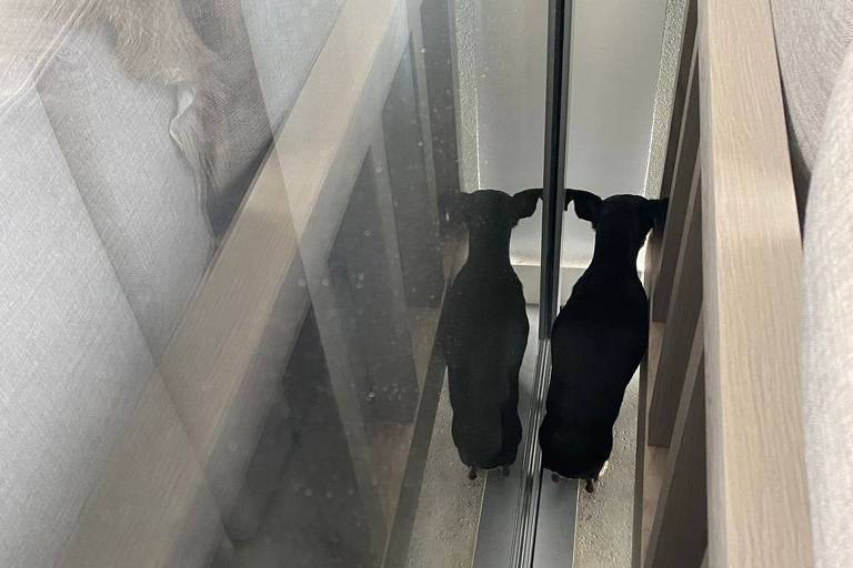 Foto de uma cachorrinha de pequeno porte escondida atrás de um sofá