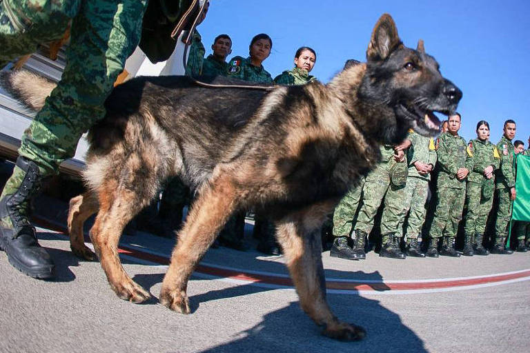 Cachorro de busca mexicano morre em operação de resgate na Turquia