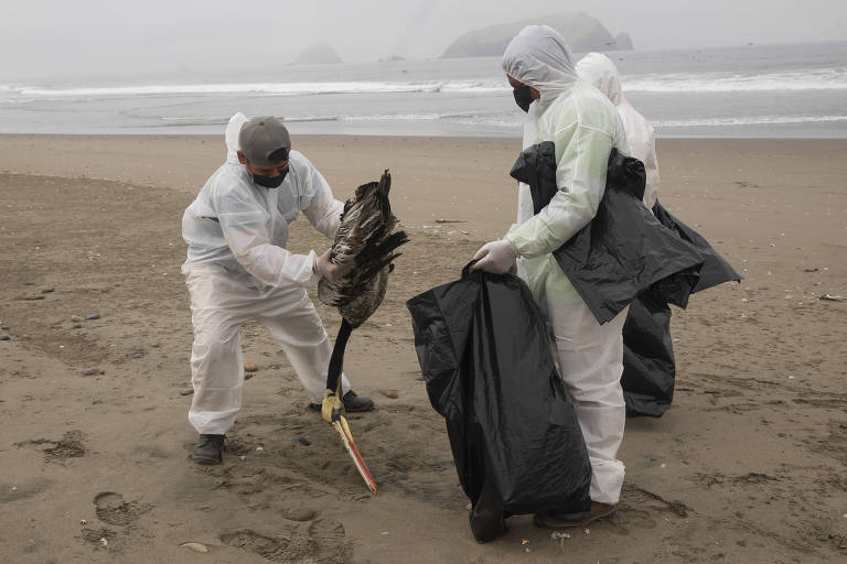 Qual o risco de a gripe aviária 'transbordar' e virar uma epidemia