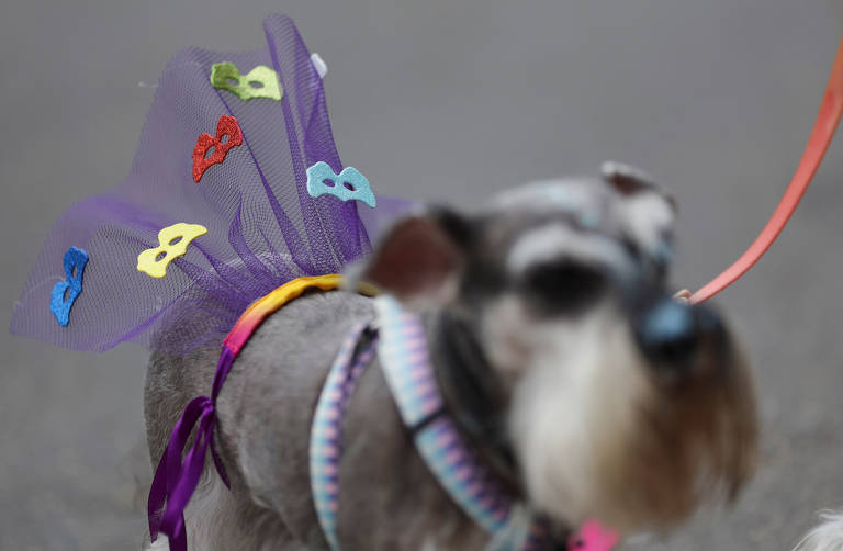 Fantasia, calor, som alto: veja cuidados com os pets durante o Carnaval