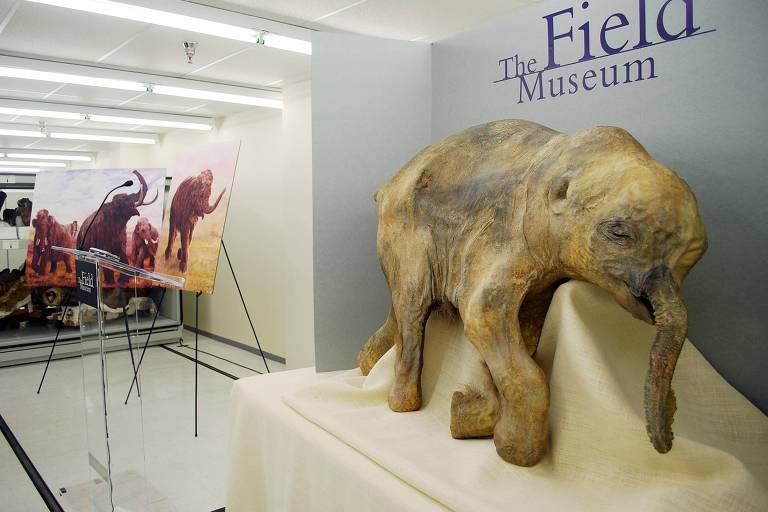 Réplica de mamute no Museu Field, em Chicago, nos Estados Unidos