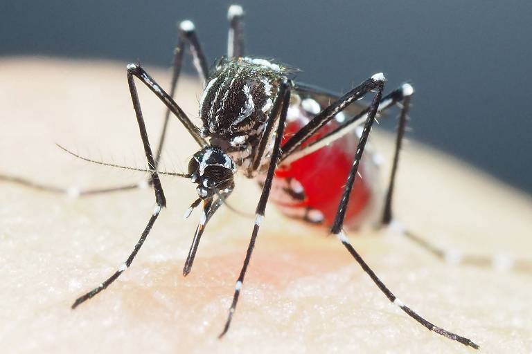 Incidência de dengue no Jaguara é quase 6 vezes maior à taxa na cidade de São Paulo