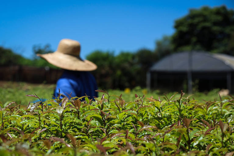 Por que deveríamos continuar falando de sustentabilidade e não somente de ESG?