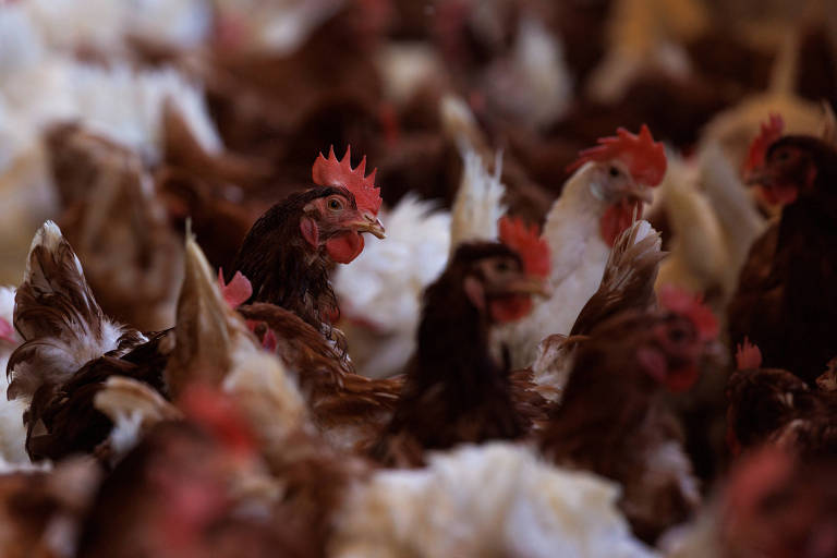 EUA avaliam vacinar todas as galinhas após surto de gripe aviária