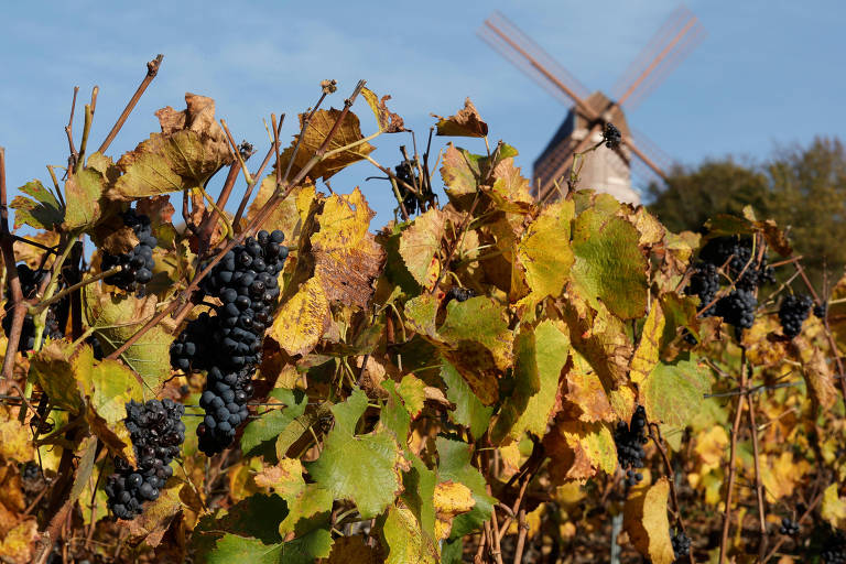 Mais 5 dilemas éticos para atrapalhar sua compra de vinhos