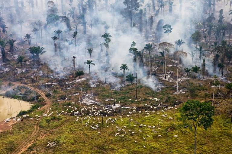 Gado em meio a queimada na Amazônia brasileira