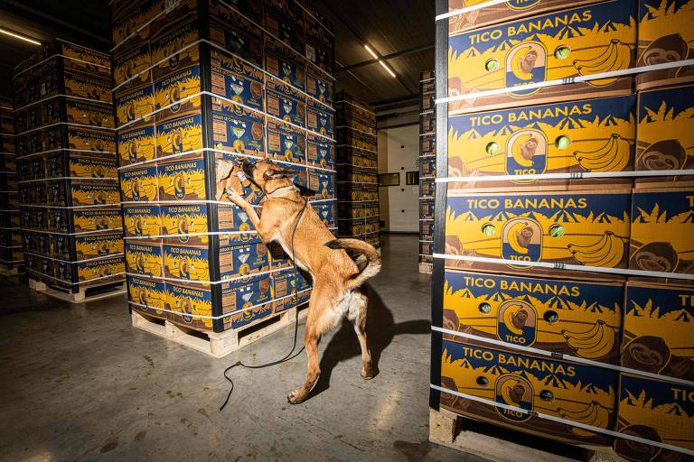 um cachorro da raça pastor alemão está dentro de um contêiner, entre pilhas de caixotes fechados de banana. ele fareja dentro de um deles, buscando cocaína
