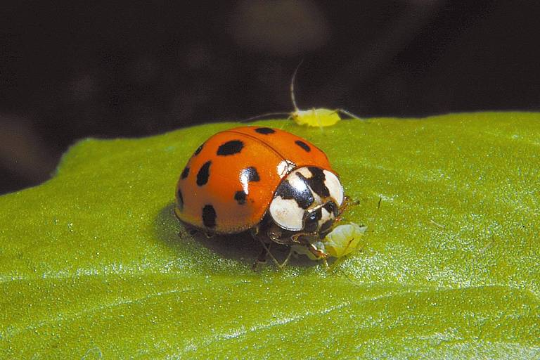 Saiba quais bichos podem estar vivendo na sua casa, dos carunchos à mosca do banheiro