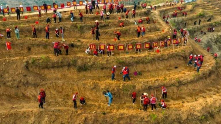 Plantação de árvores em larga escala