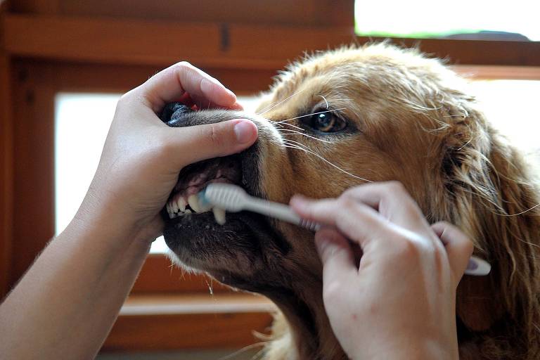 Como escovar os dentes do cachorro