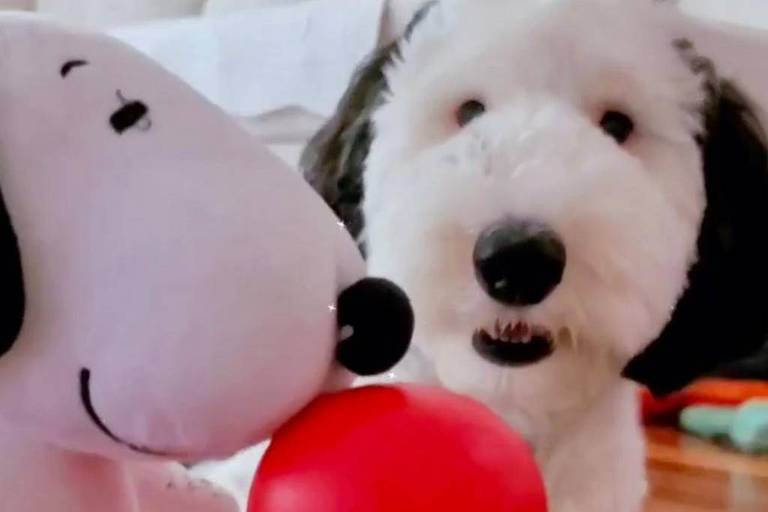 Snoopy na vida real? Pet chama atenção por semelhança com personagem