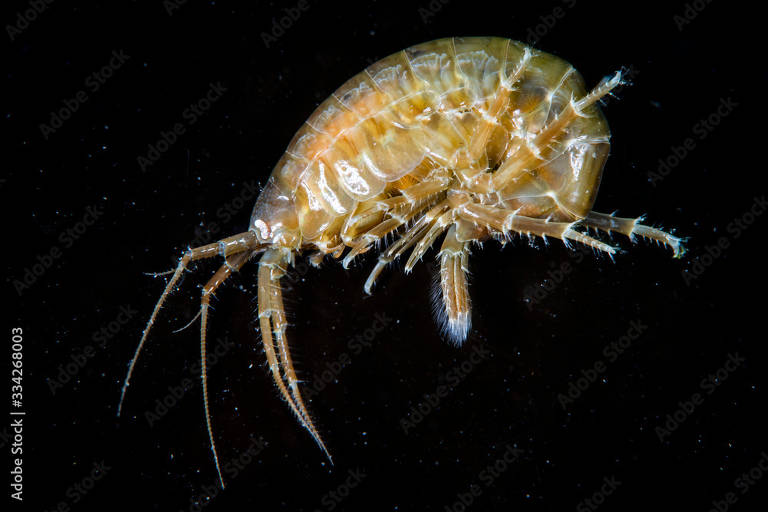 Invertebrados que vivem em lixão flutuante no oceano Pacífico