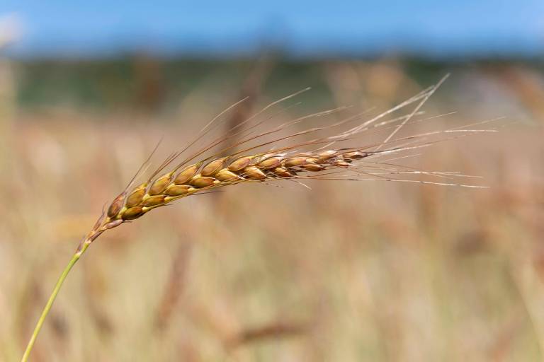 Um cacho de trigo em primeiro plano, com a plantação ao fundo