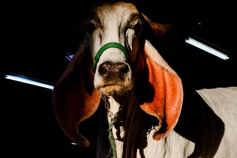 Imagem mostra bovino na Expozebu, em Uberaba