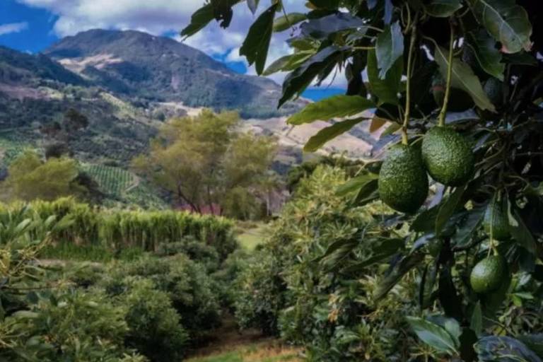 Em primeiro plano um ramo de abacateiro com três frutos; ao fundo, plantações e montanhas