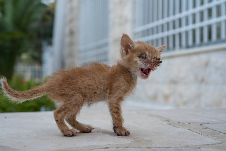 Rinotraqueíte em gatos causa coriza, espirros e conjuntivite