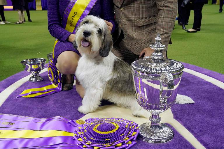 Buddy Holly, o primeiro de sua raça a vencer tradicional concurso canino; veja fotos