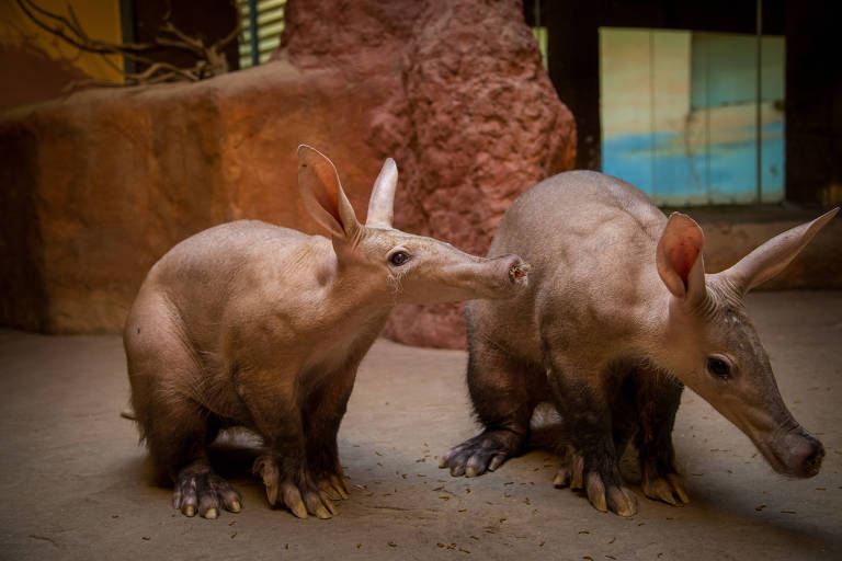 Porco-formigueiro, membro do grande grupo ancestral de mamíferos que inclui elefantes e peixes-bois 