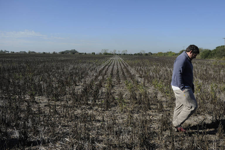 Homem caminha em plantação de soja seca