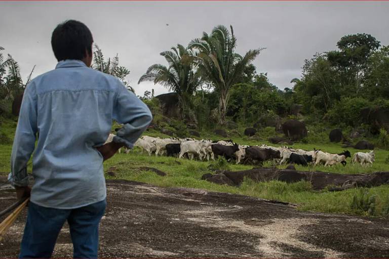 Indígena observa gado na terra indígena