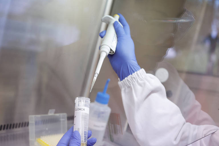 Vírus da gripe aviária é analisado em laboratório em Campinas, no interior de São Paulo