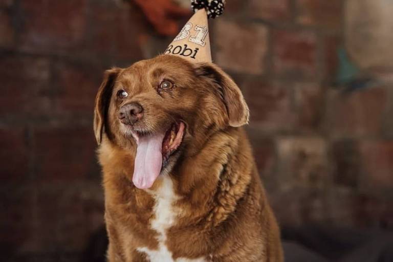 Guinness retira de Bobi o título de cão mais velho do mundo