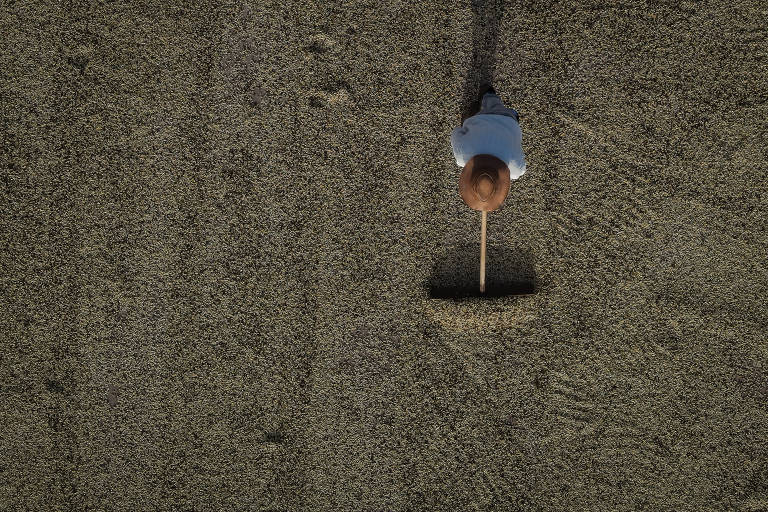 Trabalhador rural usa equipamento para espalha grãos de café no chão