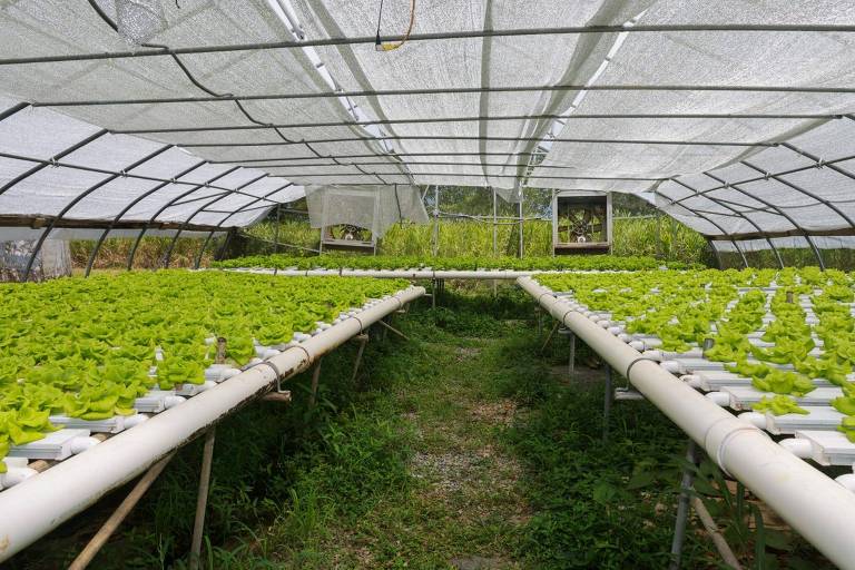 Finca agroecológica Neo Jibairo, em Rio Grande, Porto Rico