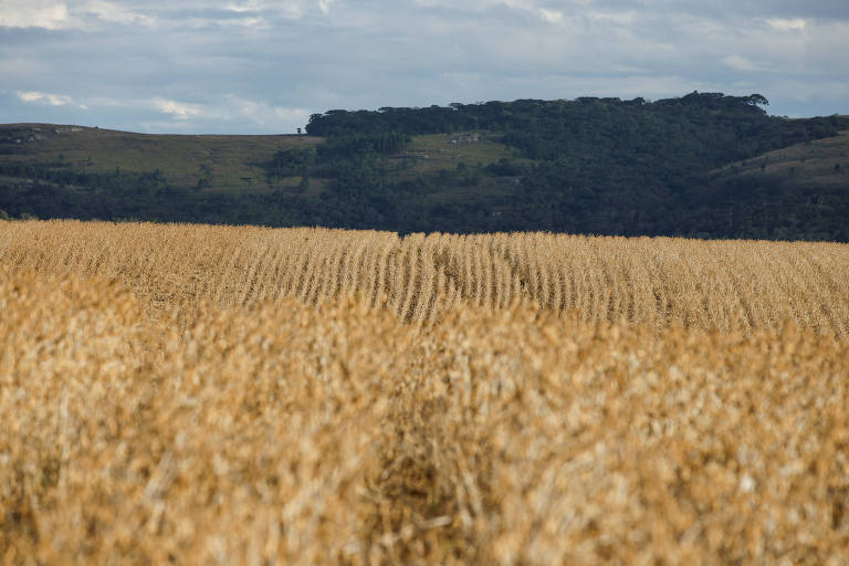 Folha lança série sobre o agronegócio