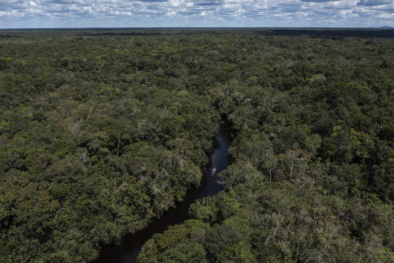 Brasil reduziu em 36% a perda de florestas em 2023, mostra estudo