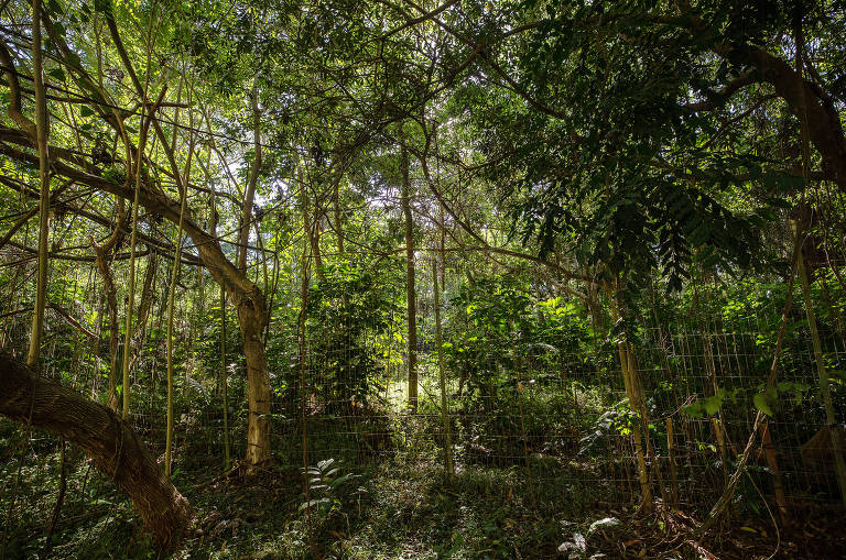 Jardim Alfomares pode virar parque após revisão do Plano Diretor