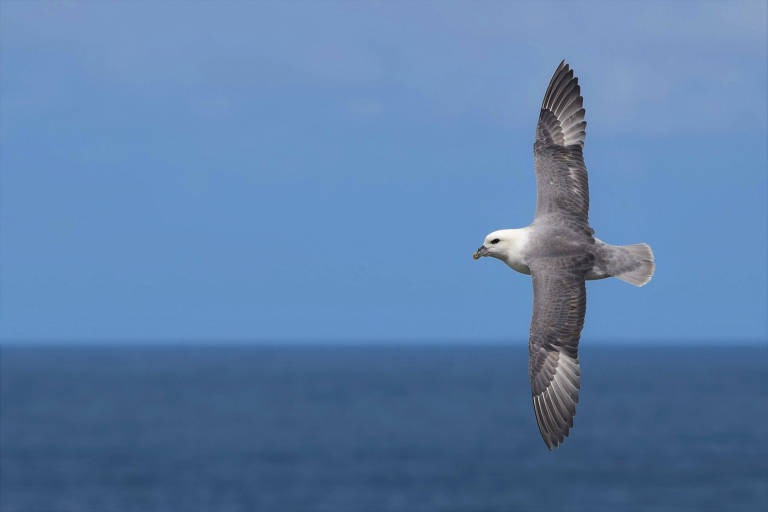 Petrel do Ártico (Fulmarus glacialis) é uma ave atualmente considerada como quase ameaçada e que pode ter alta exposição ao plástico nos oceanos