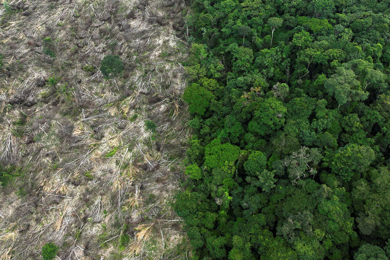 Desmatamento na Amazônia em junho volta a níveis pré-Bolsonaro enquanto queimadas preocupam