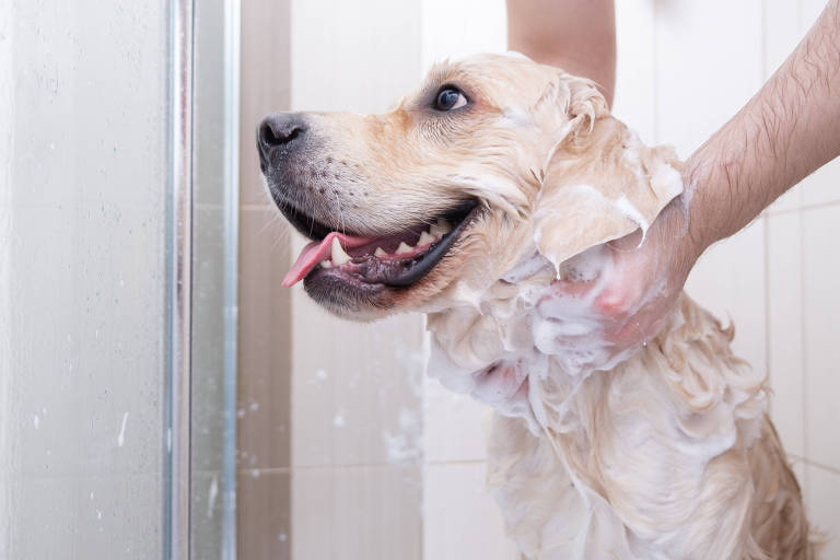 Cachorros podem transmitir diversas doenças aos tutores; saiba quais