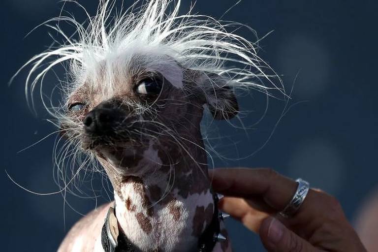 Cachorro cinza com pelos espetados na cabeça e sem pelos pelo corpo