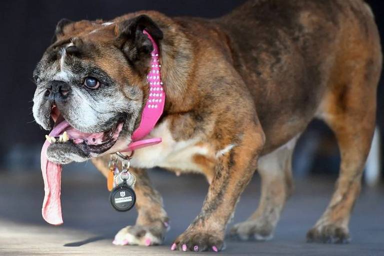 Buldogue inglês de cor mesclada mostra língua para fora da boca e usa coleira rosa