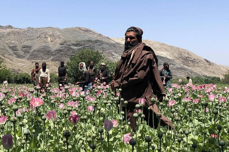Fuzis em campos de papoula: por dentro da guerra às drogas do Talibã no Afeganistão