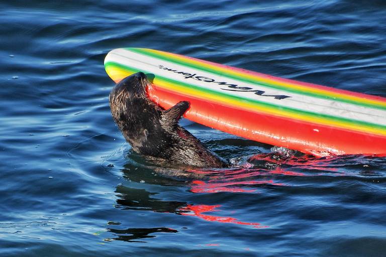 Lontra-marinha rouba pranchas e surfa na Califórnia