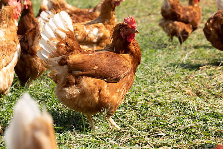 Reforma tributária: deputados avaliam isenção para frango; indústria tenta frear benefícios