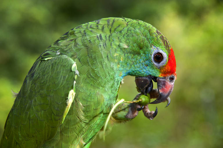 Papagaio verde
