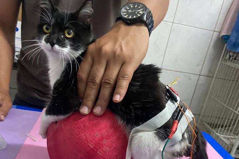 Gata atacada por cães tenta recuperar movimentos das patas