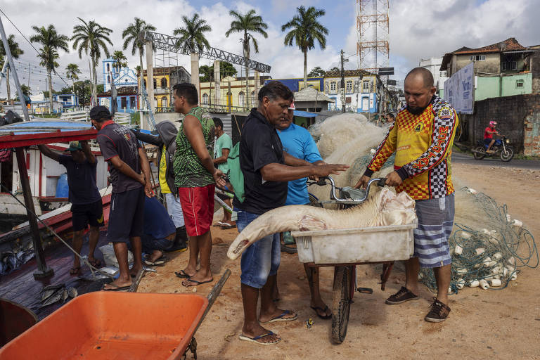 Venda de 'grude', a bexiga do peixe, movimenta mercado milionário no Norte