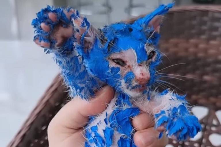 Gata pintada com tinta azul é resgatada em Manaus