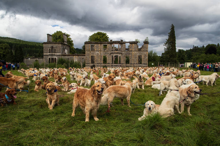 Por que 488 golden retrievers se reuniram na Escócia?