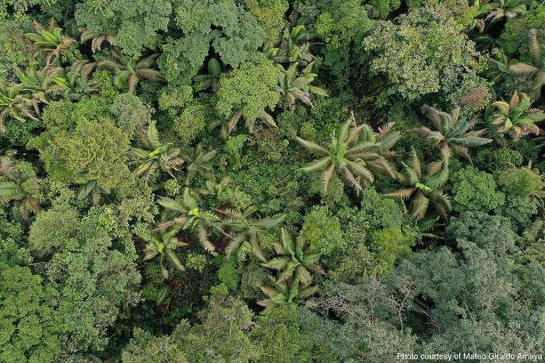 Cientistas descobrem quatro novas espécies de aranha em mata na Colômbia