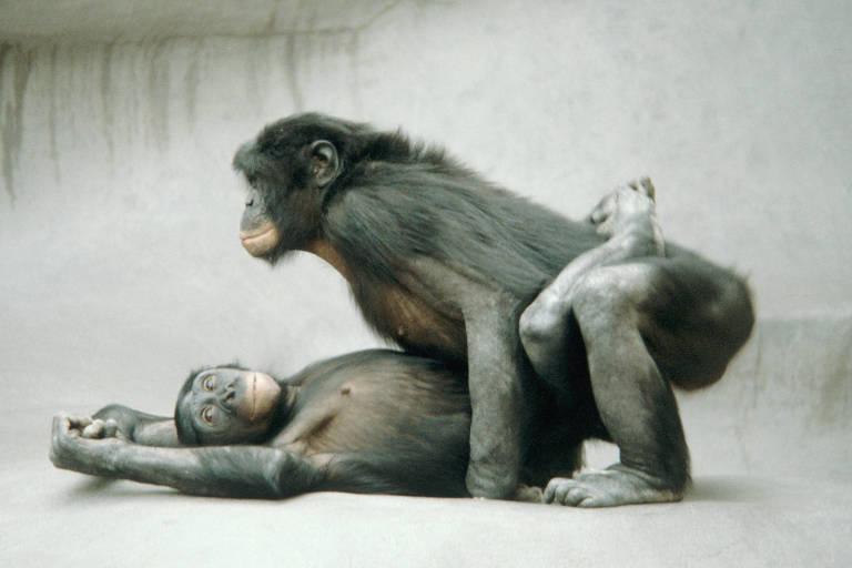 Um bonobo macho por cima de uma fêmea acasalando