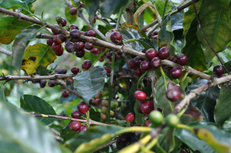 Cultivo de café em fazendas no Espírito Santo