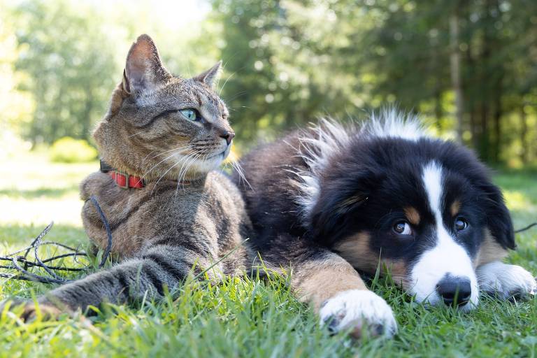 O instinto de caça que faz cães e gatos gostarem de brincar de buscar